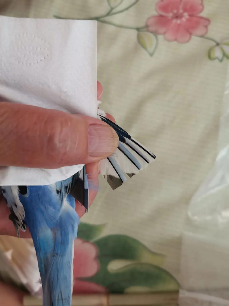 虎皮鹦鹉的指甲能不能剪?给虎皮鹦鹉剪指甲