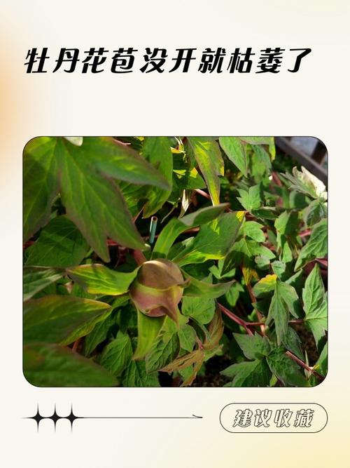 桑叶牡丹长花苞可以施肥吗？桑叶牡丹花苞不开花什么原因