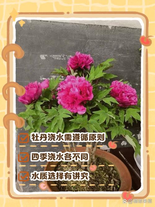 桑叶牡丹长花苞可以施肥吗?桑叶牡丹花苞不开花什么原因