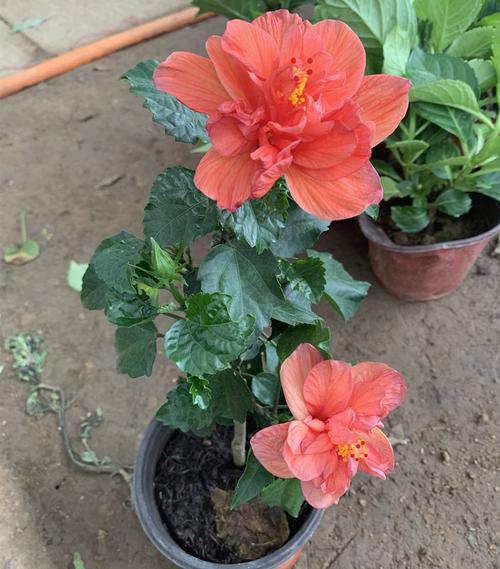 桑叶牡丹长花苞可以施肥吗?桑叶牡丹花苞不开花什么原因