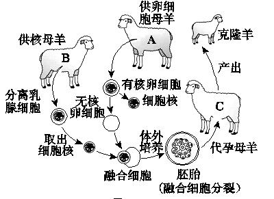 克隆羊多利是怎么诞生的？克隆羊多利的一生