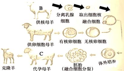 克隆羊多利是怎么诞生的?克隆羊多利的一生