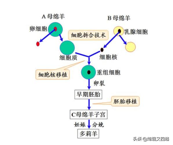 克隆羊多利是怎么诞生的?克隆羊多利的一生
