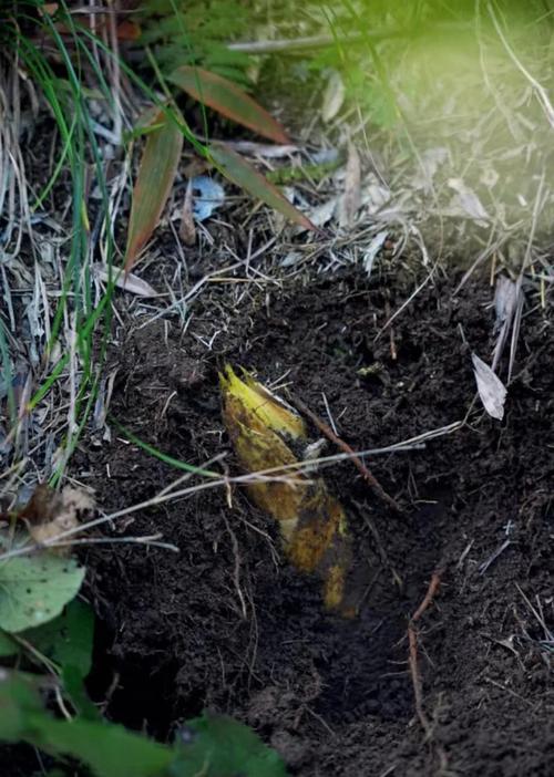 冬笋里面有黑点能吃吗有毒吗？冬笋内部有黑色是怎么回事