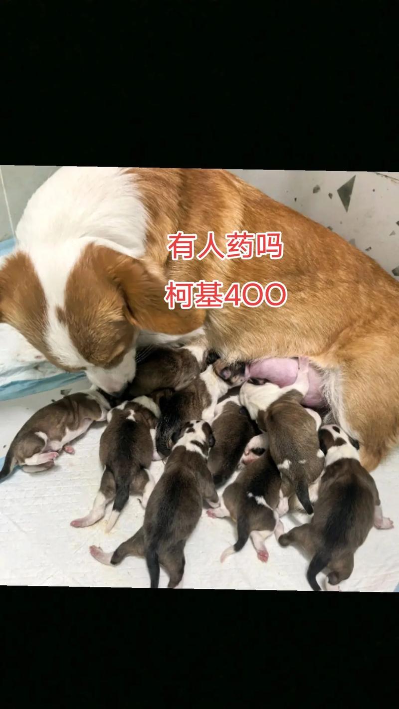 柯基出生后怎么护理?柯基宝宝出生