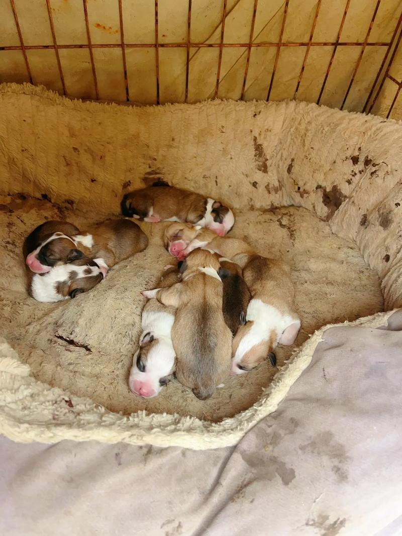 柯基出生后怎么护理?柯基宝宝出生