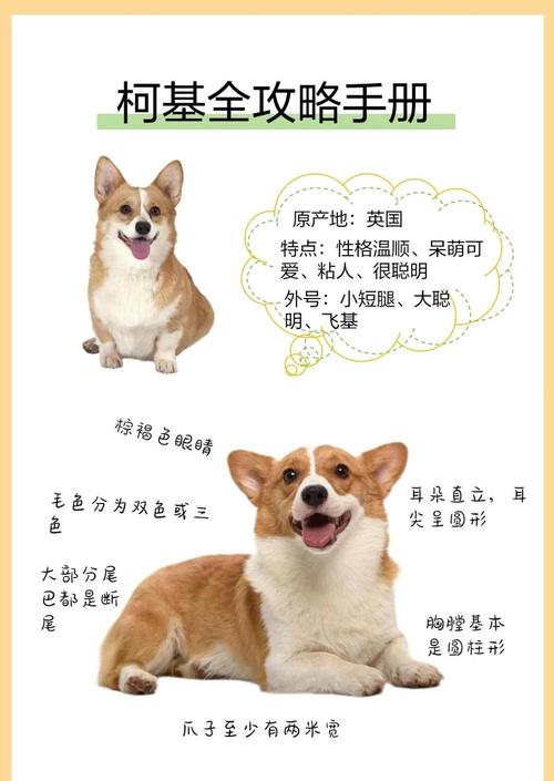 柯基出生后怎么护理?柯基宝宝出生