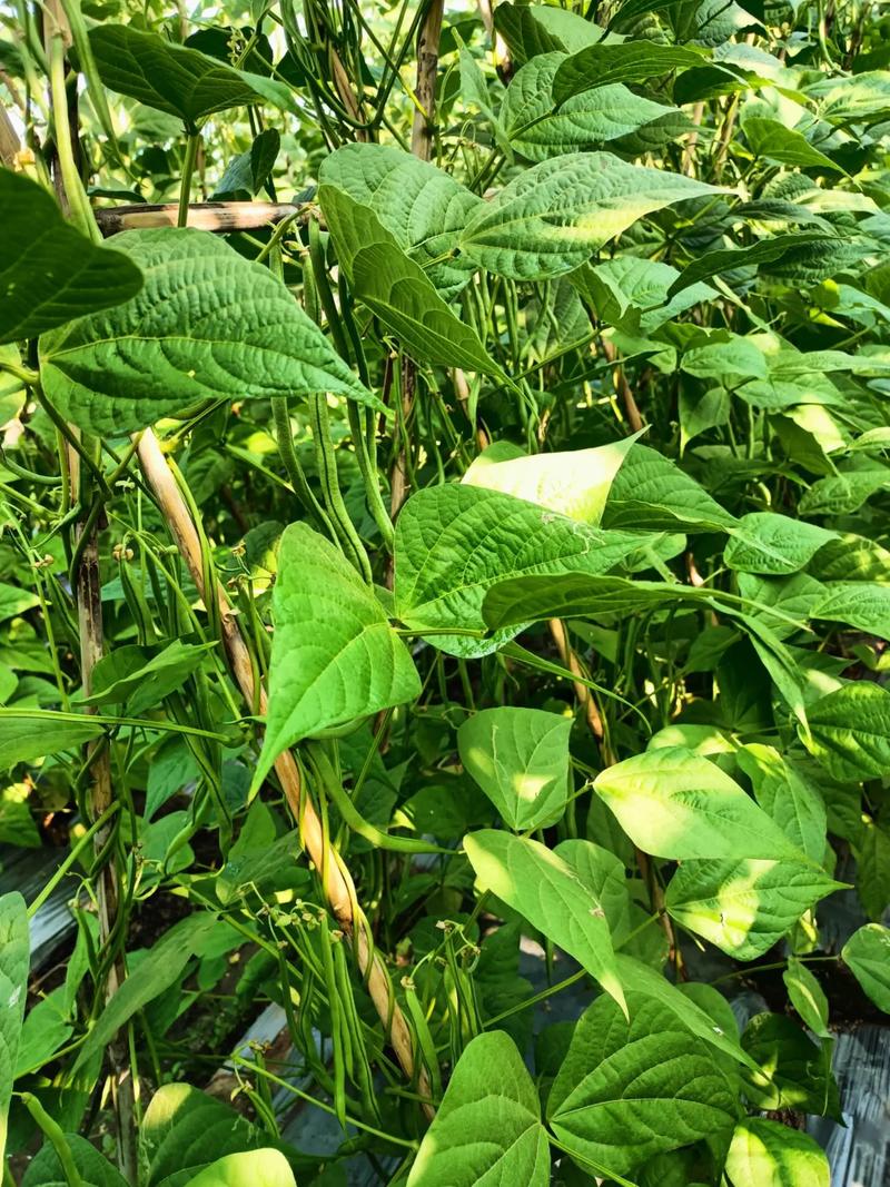 豆角生长对温度的要求？豆角生长对温度的要求有哪些