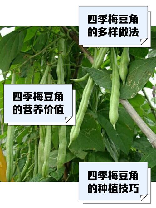 豆角生长对温度的要求?豆角生长对温度的要求有哪些