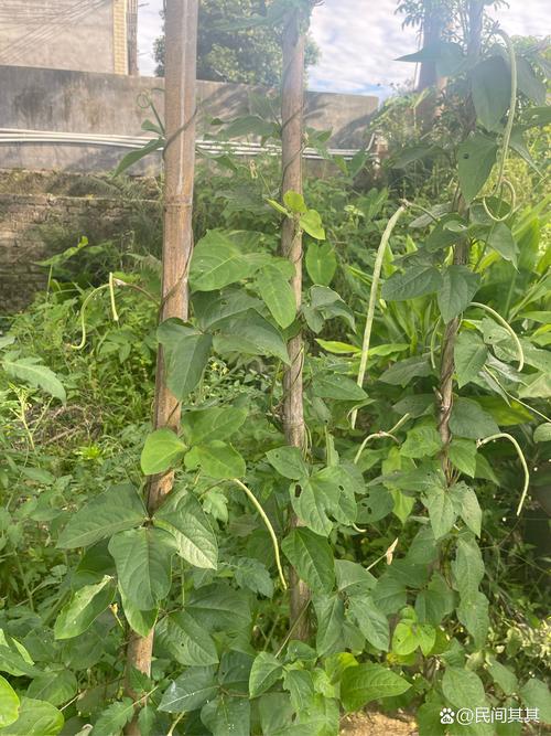 豆角生长对温度的要求?豆角生长对温度的要求有哪些