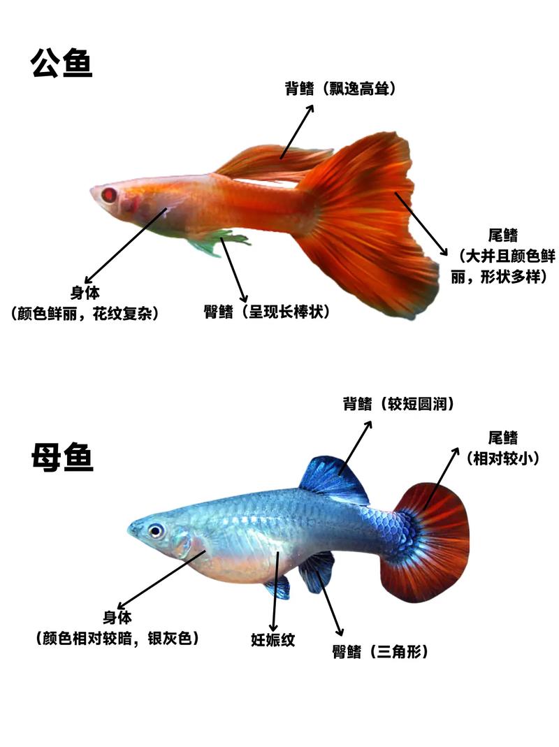孔雀鱼如何分辨雌鱼或雄鱼呢？孔雀鱼如何辨别雌雄