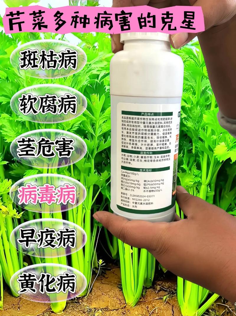 芹菜红根病用什么药？芹菜根发红怎么处理