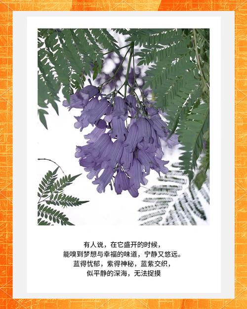 蓝花楹多长时间开花？蓝花楹几年能长大开花