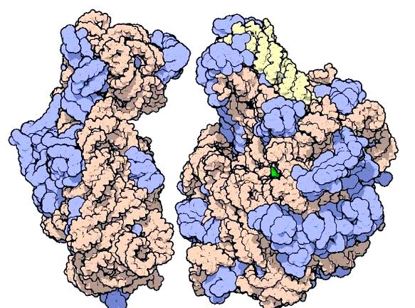 葡萄糖环状结构有几个手性碳?葡萄糖环状结构有几个手性碳原子构成