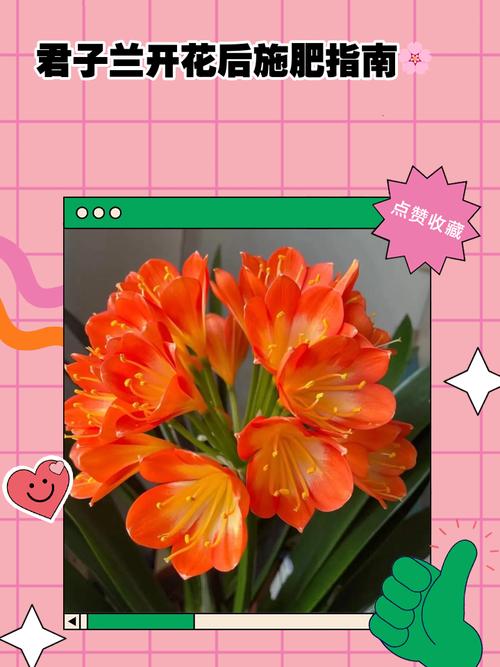 君子兰要在什么季节施肥呢?君子兰要在什么季节施肥呢图片