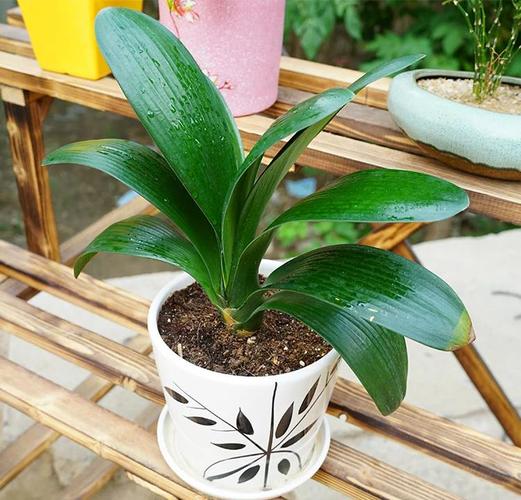 君子兰要在什么季节施肥呢?君子兰要在什么季节施肥呢图片