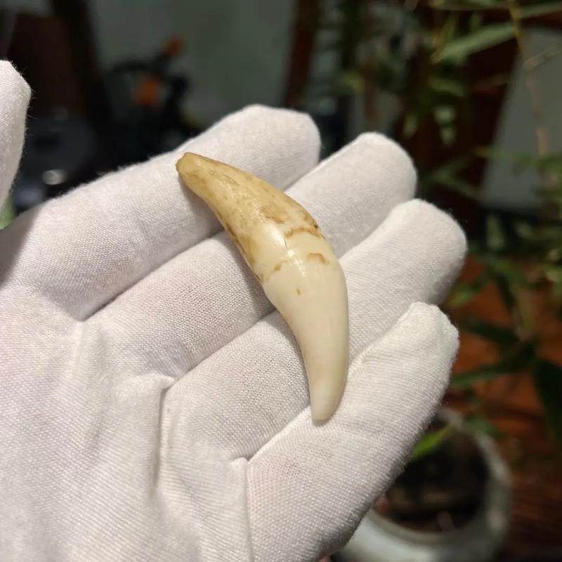 狼牙上牙和下牙哪个好??狼牙上牙和下牙的区别