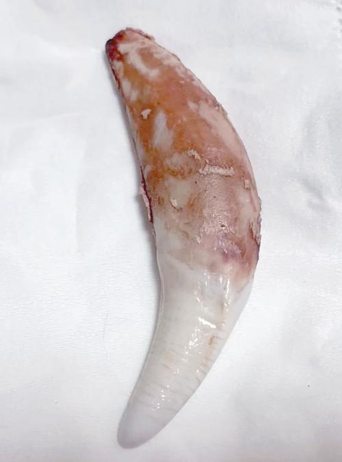 狼牙上牙和下牙哪个好??狼牙上牙和下牙的区别