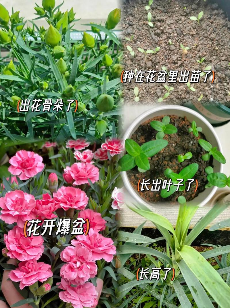 康来馨什么时候播种？康来馨送给谁