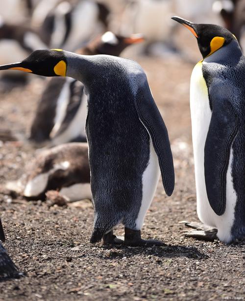 企鹅应该生活在哪里？企鹅生活在什么样的环境