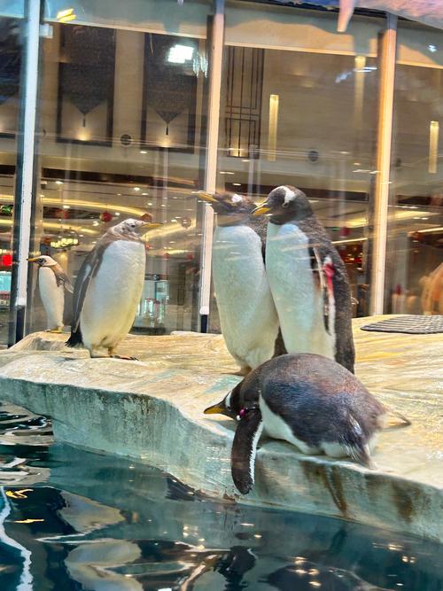 企鹅应该生活在哪里?企鹅生活在什么样的环境