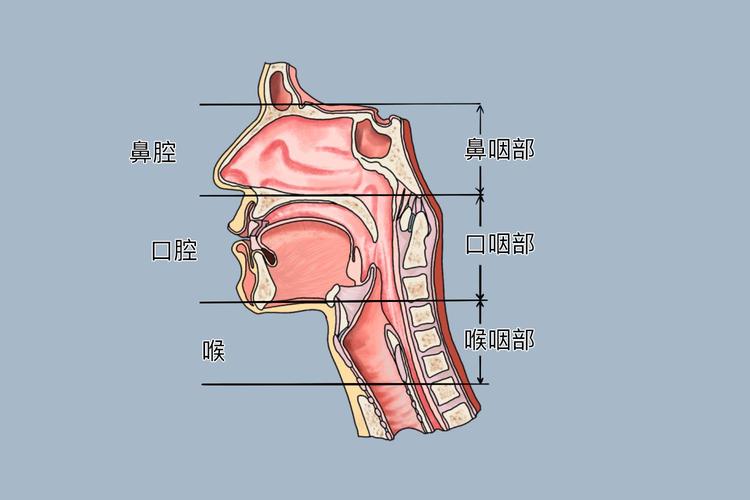 口腔和鼻子连接的地方叫什么名字？口腔和鼻子连接的地方有东西怎么办