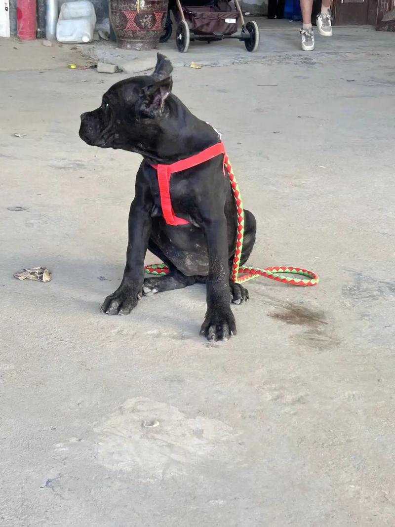 卡斯罗幼犬的特征？卡斯罗幼犬什么价位