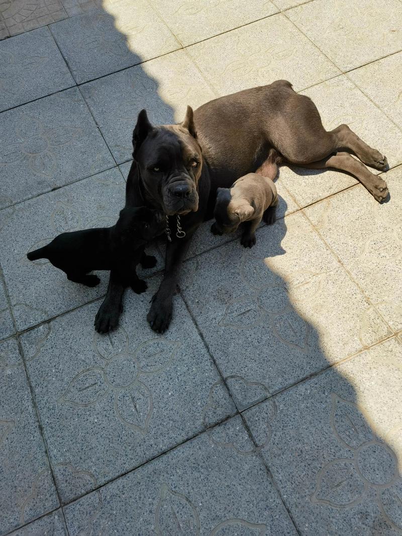 卡斯罗幼犬的特征?卡斯罗幼犬什么价位