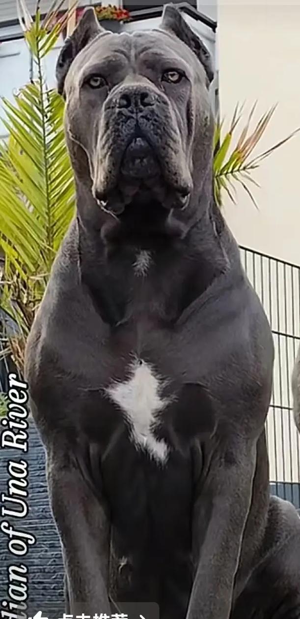 卡斯罗幼犬的特征?卡斯罗幼犬什么价位