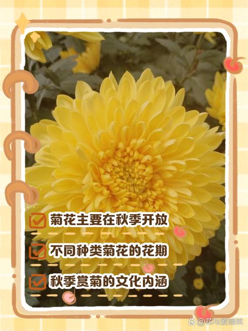 菊花生长在什么季节?？菊花长在哪个季节