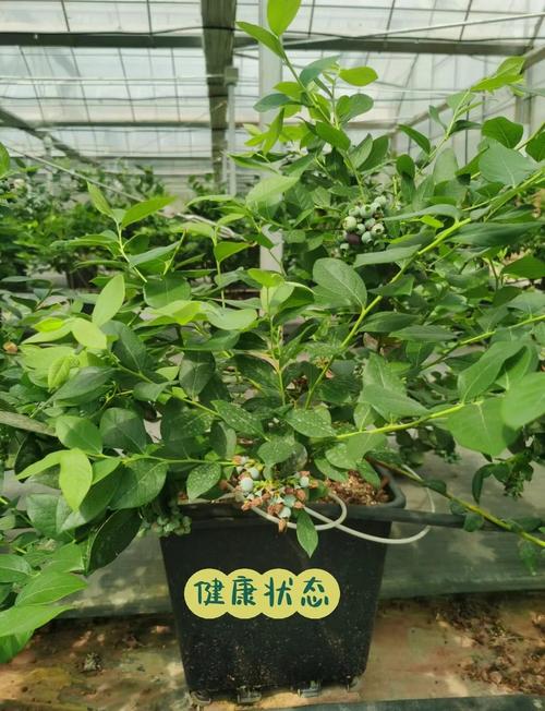 蓝莓的种植方法和注意事项？蓝莓的种植方法和注意事项视频