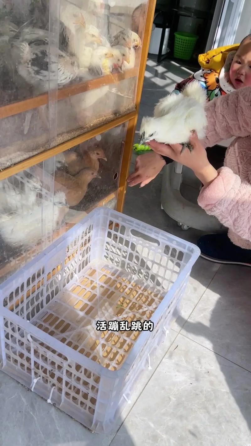 土鸡和乌鸡哪个营养更好?土鸡和乌鸡的区别