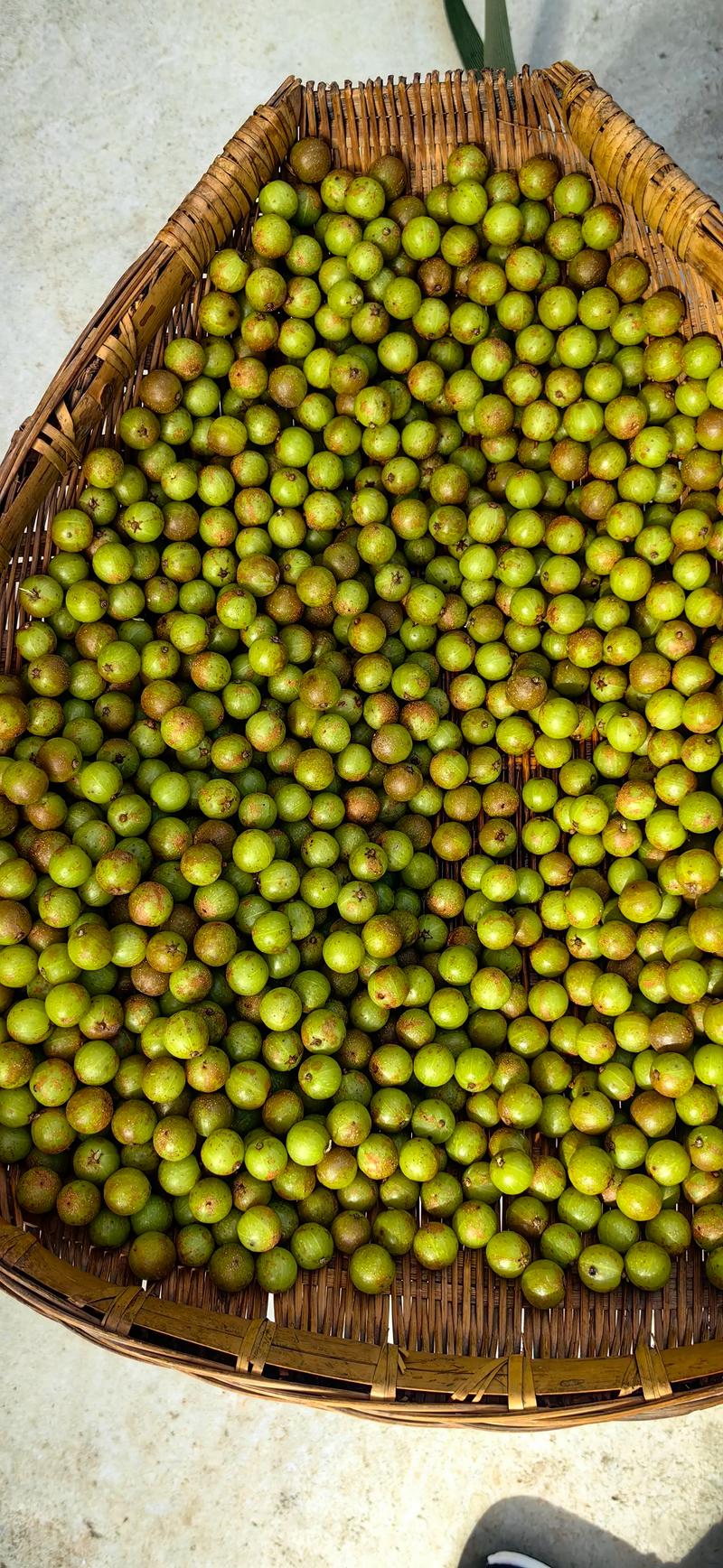 橄榄泡酒的正确泡法?橄榄泡酒的正确泡法视频