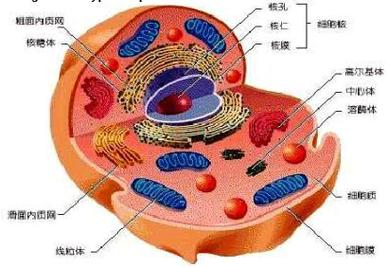 细胞中的蛋白质主要存在于哪里？蛋白质在细胞内