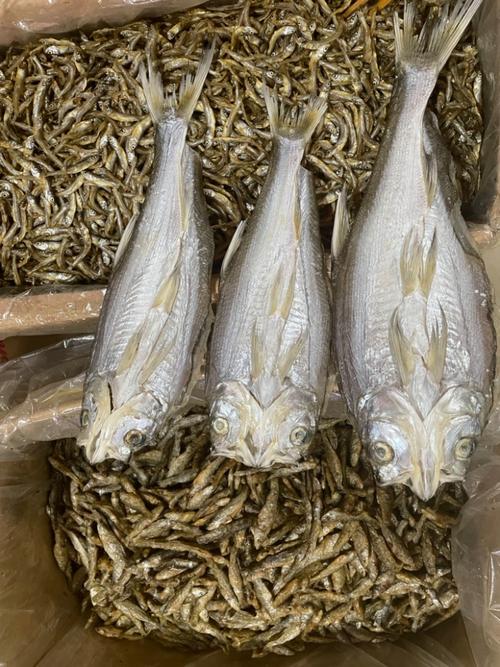 翘嘴白是什么鱼?？翘嘴白是白条吗