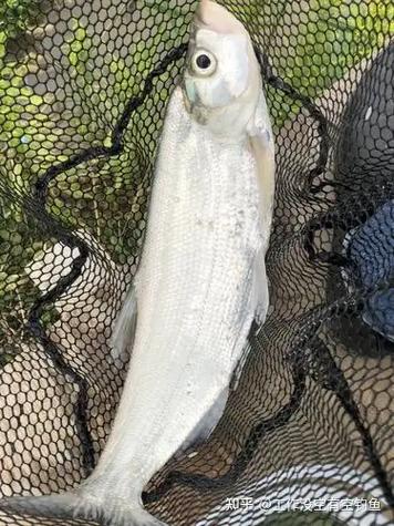 翘嘴白是什么鱼??翘嘴白是白条吗