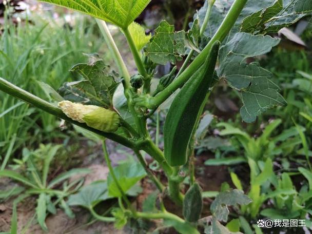 秋葵批发市场在哪？秋葵哪里买