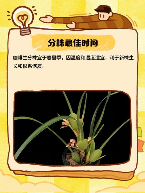 咖啡兰花怎么养殖方法?咖啡兰是兰花吗?好养吗