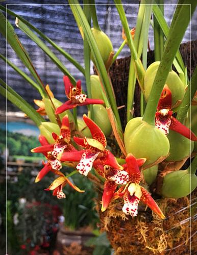 咖啡兰花怎么养殖方法?咖啡兰是兰花吗?好养吗