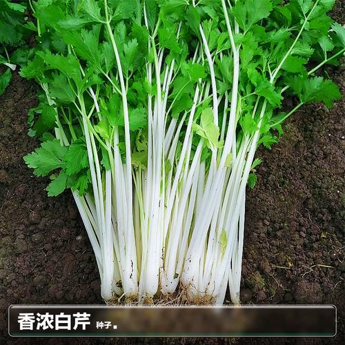 空心芹菜多少钱一斤？空心芹菜多少钱一斤啊