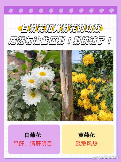 菊花属于什么植物裸子还是被子？菊花是不是被子植物