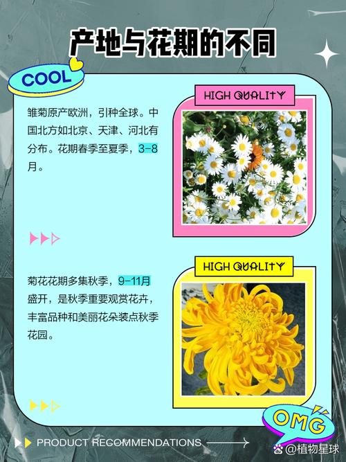 菊花属于什么植物裸子还是被子?菊花是不是被子植物