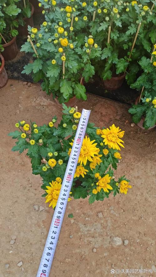 菊花属于什么植物裸子还是被子?菊花是不是被子植物