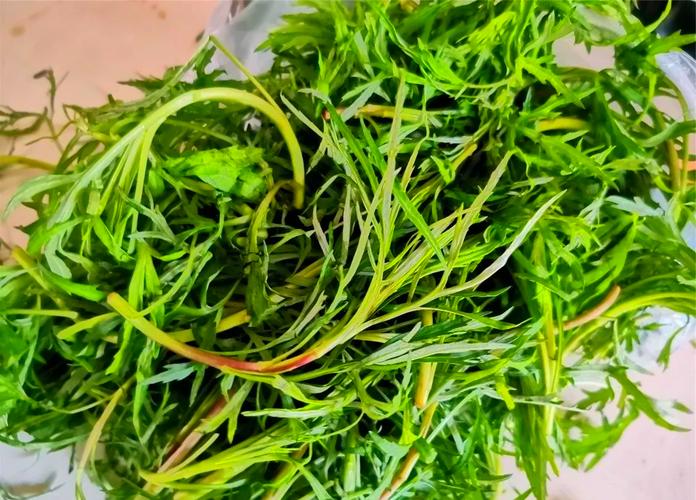 柳蒿芽做法有哪些?柳蒿芽咋做好吃