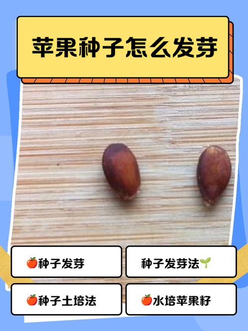 苹果是怎么种植的？苹果是怎么种出来的视频