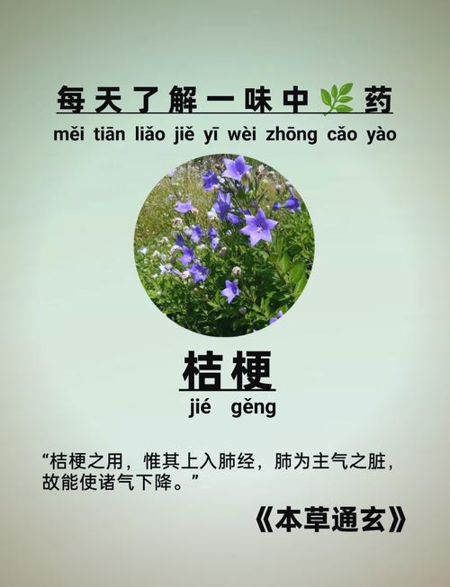 桔梗的食用方法和药用价值?桔梗有什么功效怎么吃