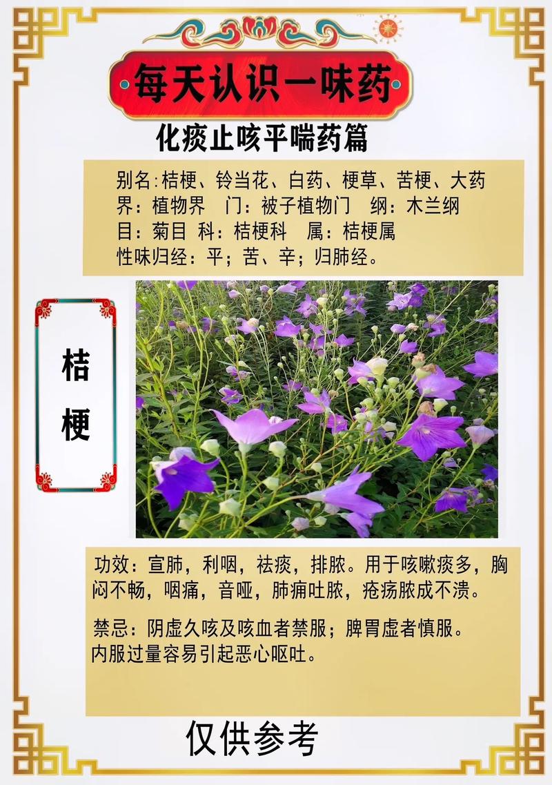 桔梗的食用方法和药用价值?桔梗有什么功效怎么吃