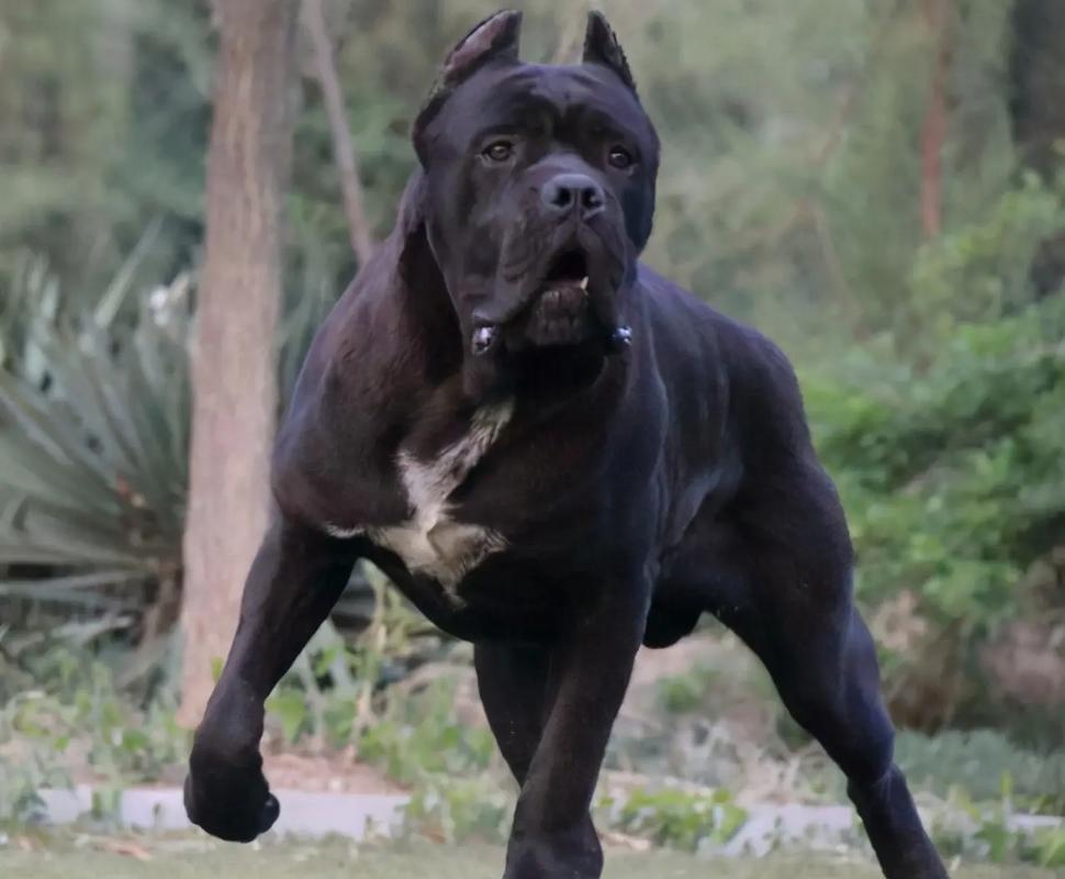 卡斯罗是大型犬吗为什么？卡斯罗是名犬吗