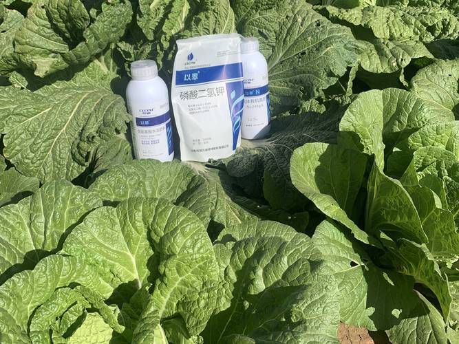 喷洒叶面肥注意事项?喷洒叶面肥后多久才能食用