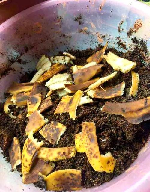 烂水果可以发酵做肥料吗有毒吗？烂水果可以施肥吗